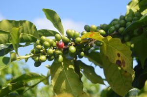 fruit, food, tree, nature, agriculture, coffee, coffee bean, plant, green, natural, leaf, environment, growth, plantation, gardening, tropical, eco, grow, green coffee, green growth, coffee bean, green coffee, green coffee, green coffee, green coffee, green coffee