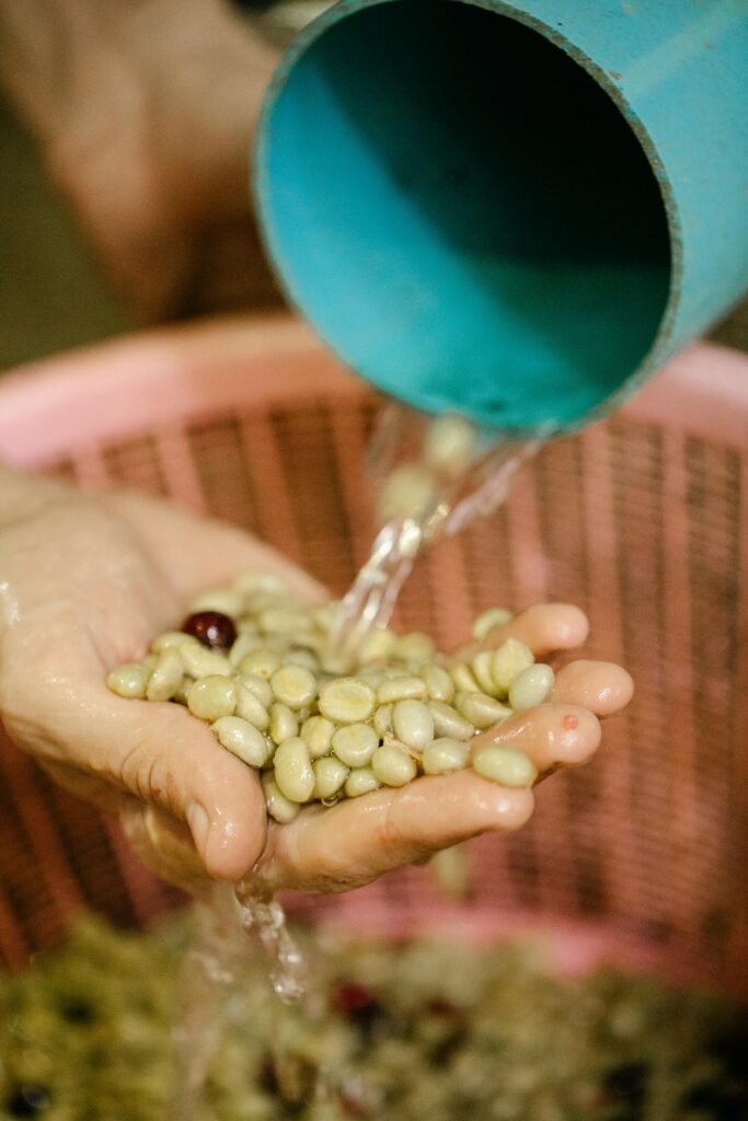 Unrecognizable person pouring clear water from cup on hand with pile of coffee berries while standing near basket in countryside